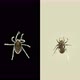 Suborder Prostigmata Acari (Mite) Under a Microscope - VideoHive Item for Sale