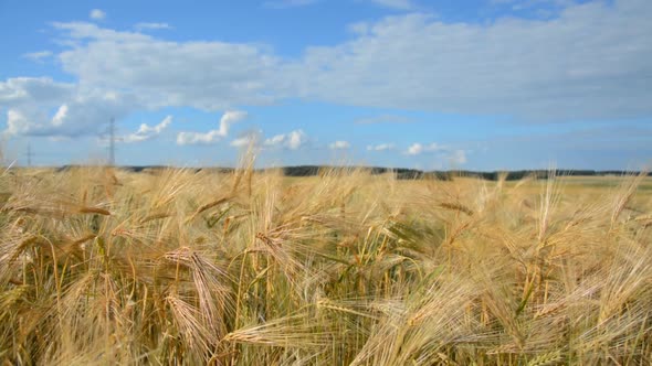 Summertime Wheat Field Close