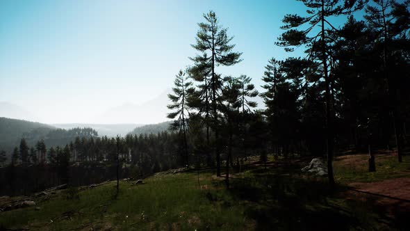 Evergreen Fir Tree and Mountains on a Background on a Sunset After the Rain