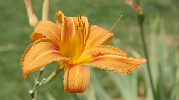 Beautiful summer tawny day-lily blooming plant natural background 4K 2160p 30fps UltraHD footage - O