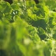 Water splashing onto lettuce in super slow motion.  Shot on Phantom Flex 4K high speed camera. - VideoHive Item for Sale
