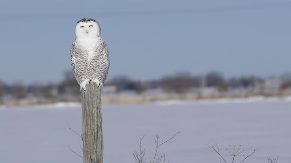 Snowy Owl perched on fencepost then flies towards camera