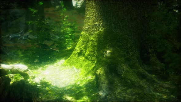 Forest Landscape with Old Massive Trees and Mossy Stones alt