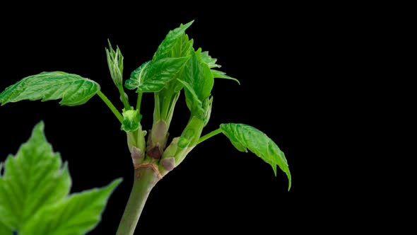 Maple buds opening Time lapse. Footage with alpha channel