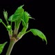 Maple buds opening Time lapse. Footage with alpha channel - VideoHive Item for Sale