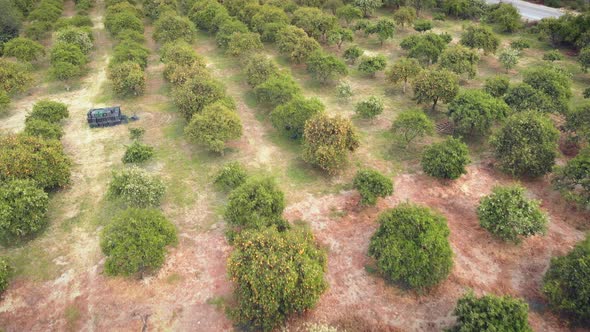 Young citrus trees plantation