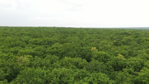 Low Drone Flight Over Green Forest on Summer Day in Windy Weather. Big Trees Are Moved By the Wind.