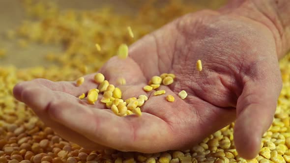 Processed Pea Grain Dropping in Senior Male Hand, Farmer Showing Product Quality