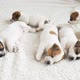 Newborn Puppy Sleeping on White Plaid - VideoHive Item for Sale