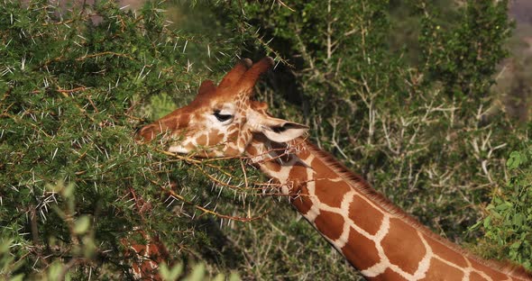 Reticulated Giraffe, giraffa camelopardalis reticulata, Adult eating Leaves, Samburu park in Kenya