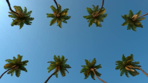 Driving Through Palm Trees Against a Blue Sky