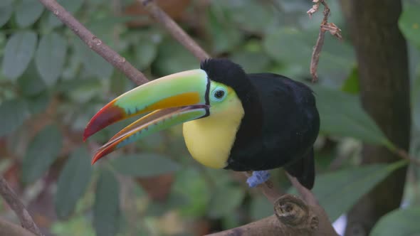 Exotic multi-colored Keel Billed Toucan perched on branch of jungle tree during cloudy day - close u