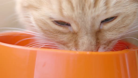 Cute Ginger Cat Is Eating Cat Food From Bright Orange Bowl. Close Up Slow Motion Footage of Fluffy