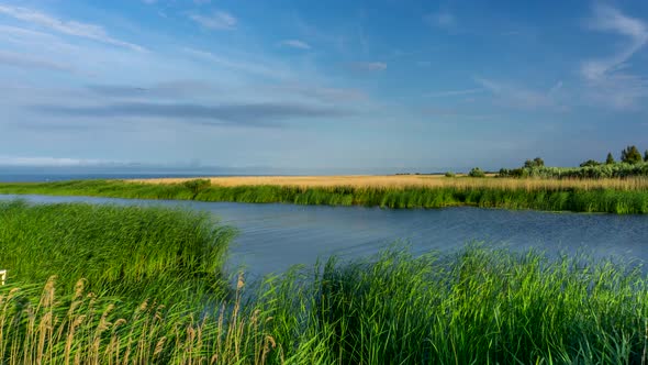 Reeds in the wind.