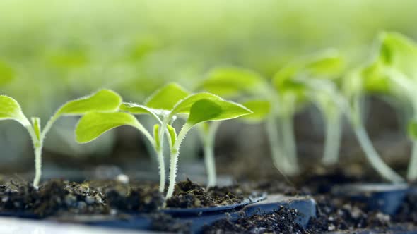 Small Seedlings Growing in Soil