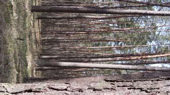 Vertical Video of Trees in a Pine Forest Slow Motion