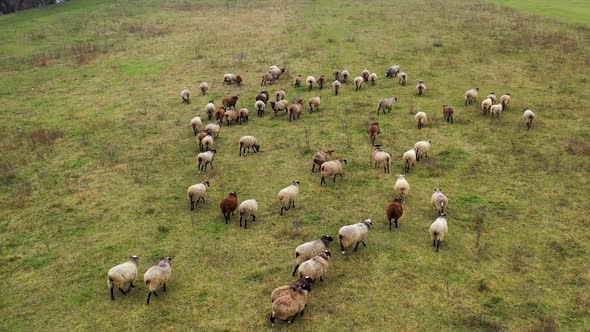 Aerial drone view of sheep herd feeding on grass in green field. 