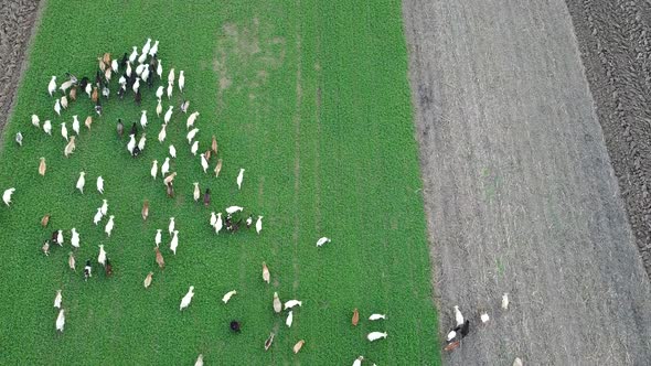 Sheeps And Goats From Above On Field