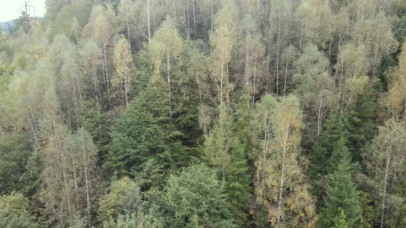 Forest in the Mountains. Aerial View of the Carpathian Mountains in Autumn. Ukraine