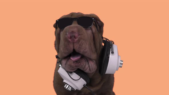 DJ French Bulldog with Headphones