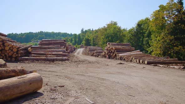 Huge Piles of Pine Logs Lie in Industrial Sawmill Yard