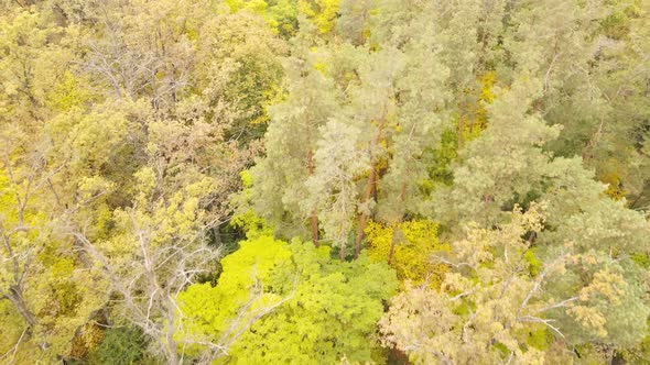 Autumn Forest Landscape with Trees By Day