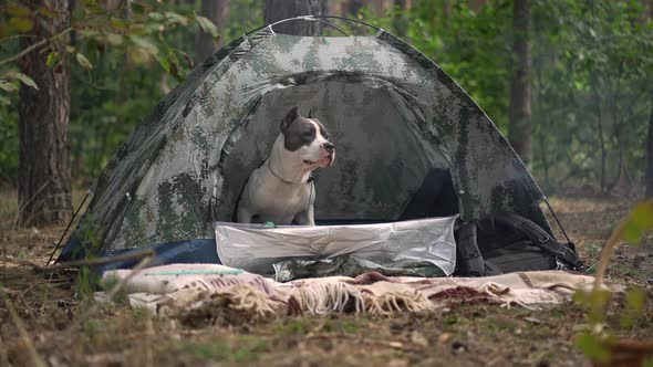Wide Shot Curios Dog Running Out of Tent Leaving in Slow Motion in Forest