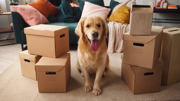 Closeup of Golden Retriever Dog Sitting on Floor Between Delivery Boxes Ecommerce Shopping for Pets