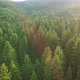 Aerial View of Green Pine Forest with Dark Spruce Trees - VideoHive Item for Sale