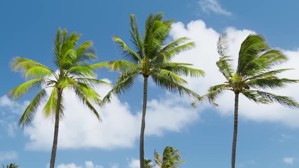 Relax Under Green Palm Trees on Motion Background with White Clouds in Blue Sky