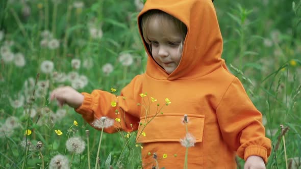 Little Boy in Orange Hoodie Plays with Dandelion on Nature, Slow Motion