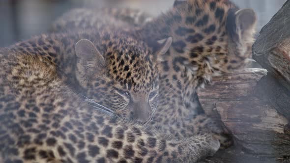 Little Cheetah In Captivity