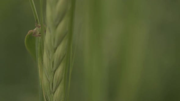 Growing green wheat detailed macro