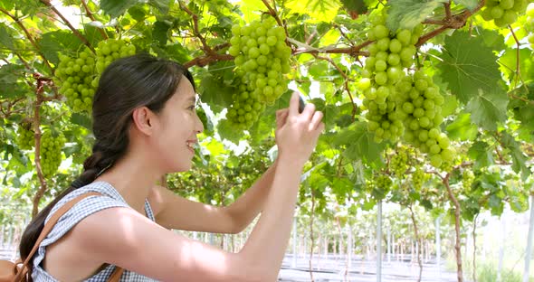 Woman take photo on the grape farm