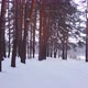 Backward Fly in Winter Pine Forest - VideoHive Item for Sale
