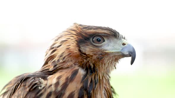 Harris's hawk (Parabuteo unicinctus), formerly known as the bay-winged hawk or dusky hawk, and known