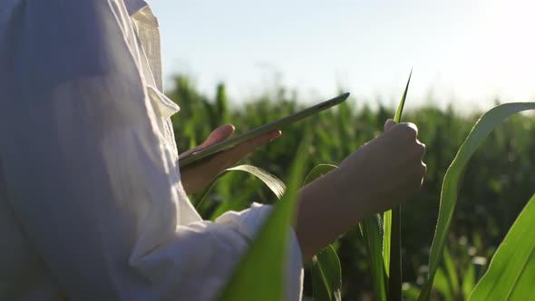 Woman's Hand Runs Over Corn Leaf, Types On Tablet. Agricultural Corn. Environmental Protection