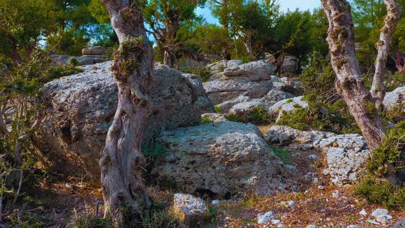 Beautiful Landscape with Grey Rocks with Evergreen Trees on a Summer Day