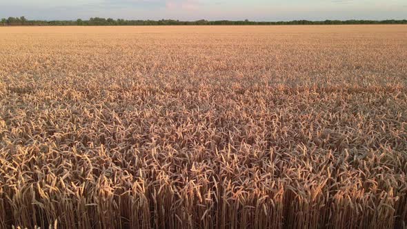 Wheat Filed