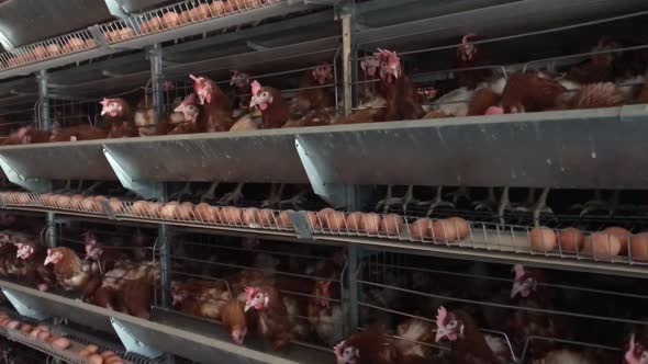 Factory Chicken egg production. Red chickens are seated in special cages. Linear perspective.