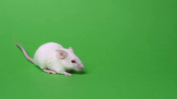 Snuffing White Mouse