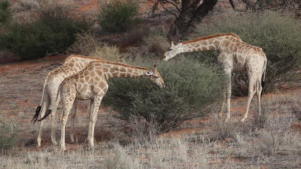 Giraffes Feeding On A Tree