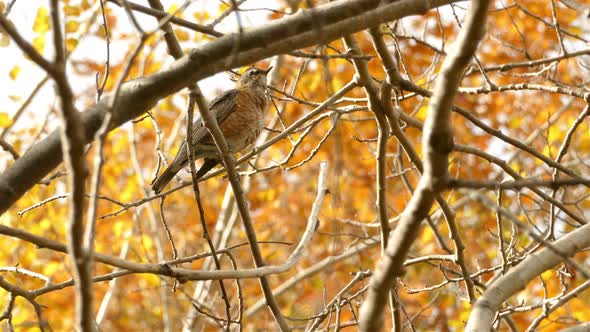 Alone Small baby robin on naked tree branches takes flight - Autumn season