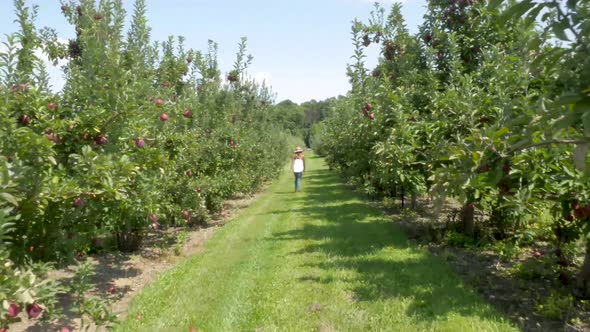 Wide shot of a woman walking through an orchard.