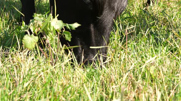Close Up in Meadow on Farm Big Black Pedigree Breeding Cow or Bull is Grazing Eating Grass
