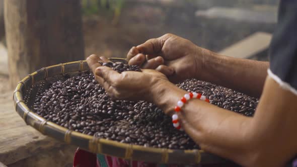 A karen tribe woman hands holding roasted coffee bean