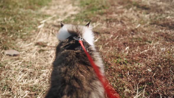 A walk of a beautiful fluffy cat on a leash along a green meadow in the forest. POV.