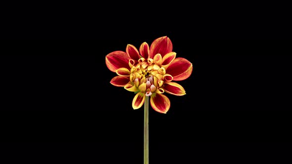 Time Lapse of Blooming Red Yellow Dahlia