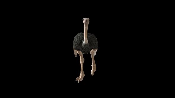 Ostrich Walk - Front Angle