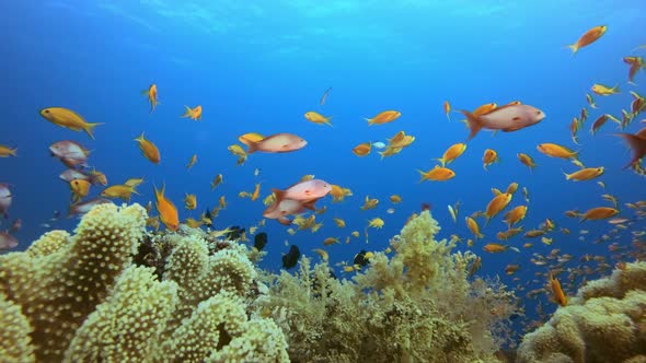 Coral Garden Underwater Seascape